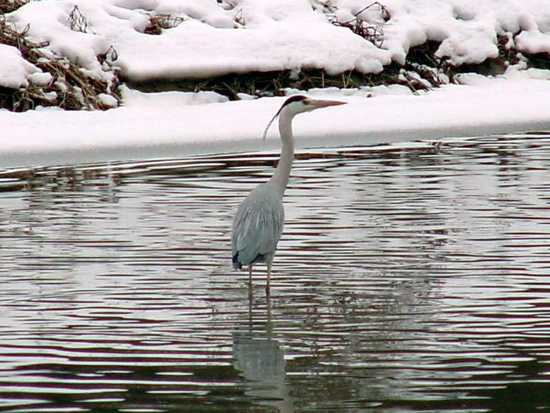 Gray Heron; DISPLAY FULL IMAGE.