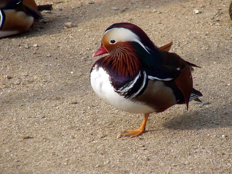 Mandarin Duck (Aix galericulata); DISPLAY FULL IMAGE.