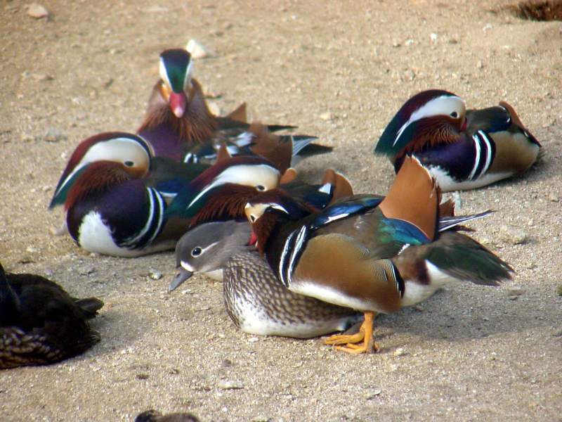 Mandarin Ducks; DISPLAY FULL IMAGE.