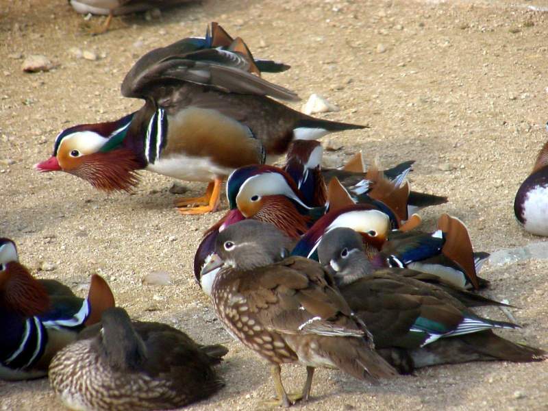 Mandarin Ducks; DISPLAY FULL IMAGE.