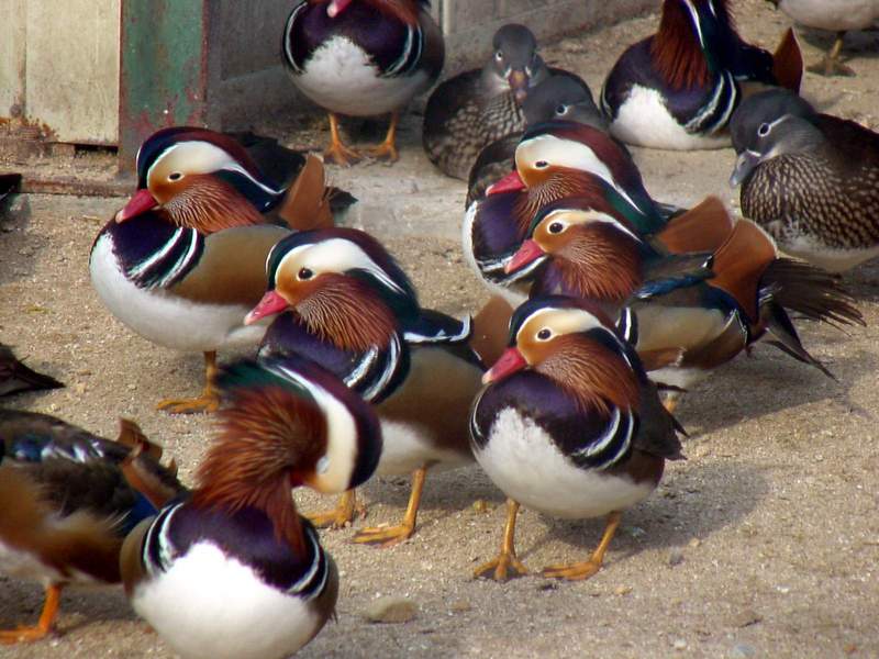 Mandarin Ducks; DISPLAY FULL IMAGE.