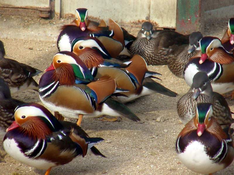 Mandarin Ducks; DISPLAY FULL IMAGE.