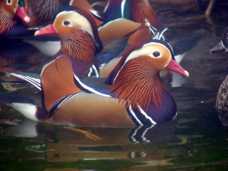 Mandarin Ducks; DISPLAY FULL IMAGE.