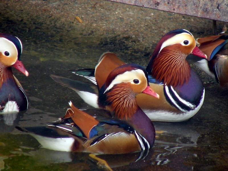 Mandarin Ducks; DISPLAY FULL IMAGE.