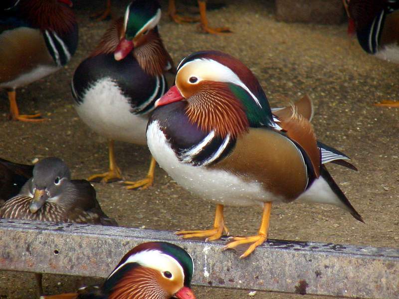 Mandarin Ducks; DISPLAY FULL IMAGE.