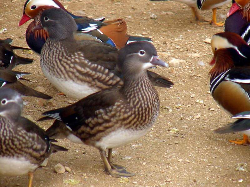 Mandarin Ducks; DISPLAY FULL IMAGE.
