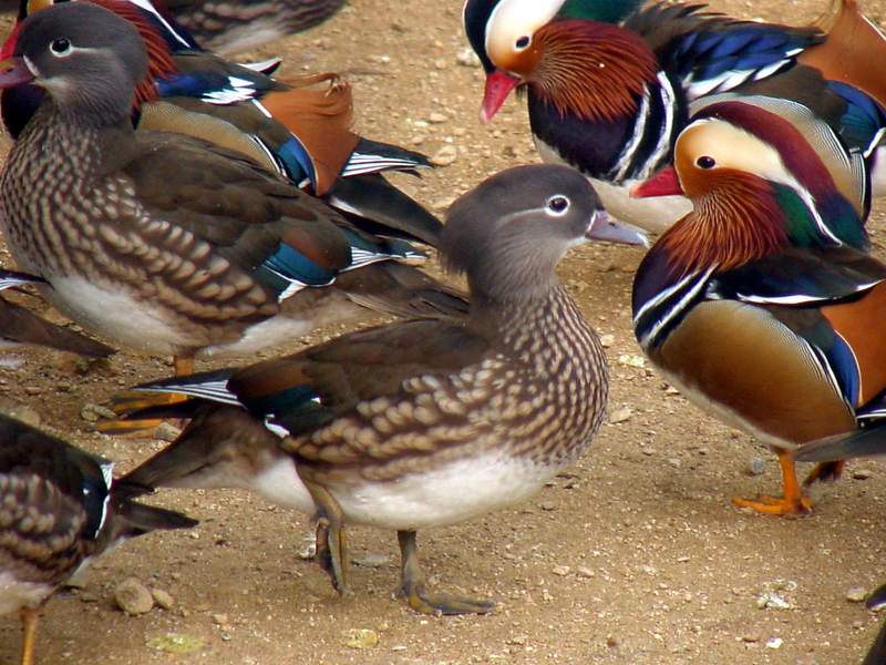 Mandarin Ducks; DISPLAY FULL IMAGE.