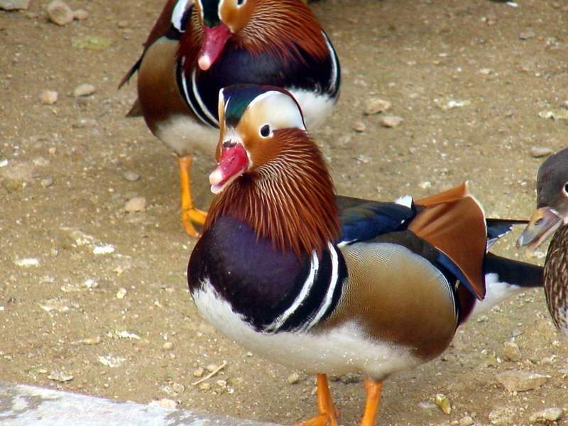 Mandarin Ducks; DISPLAY FULL IMAGE.