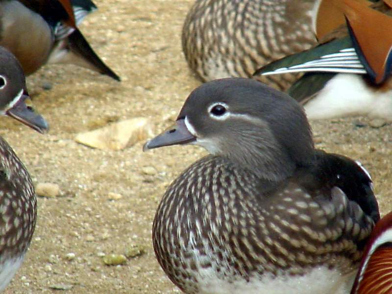 Mandarin Ducks; DISPLAY FULL IMAGE.