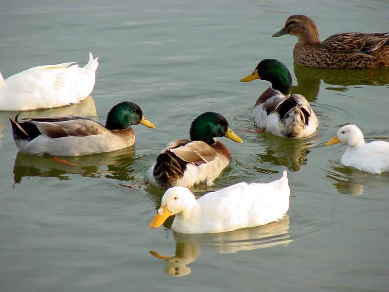 Mallards and Domestic Ducks; DISPLAY FULL IMAGE.