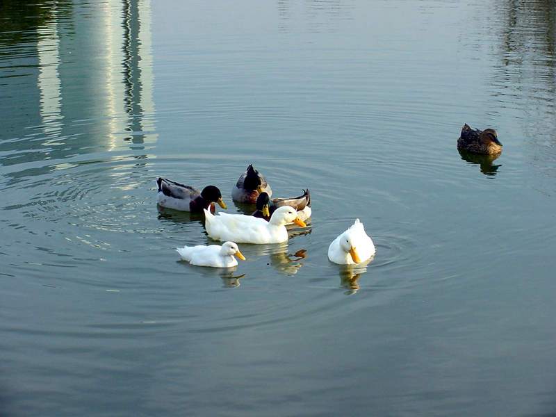 Mallards and Domestic Ducks; DISPLAY FULL IMAGE.