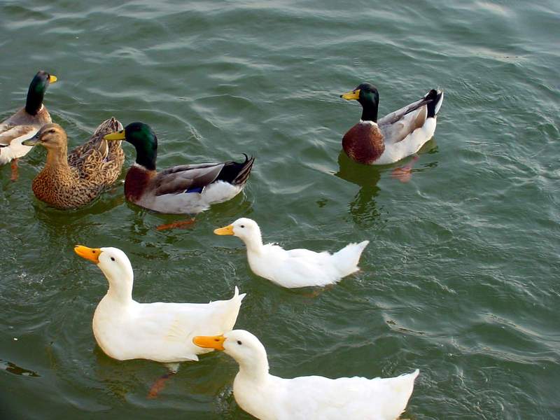 Mallards and Domestic Ducks; DISPLAY FULL IMAGE.