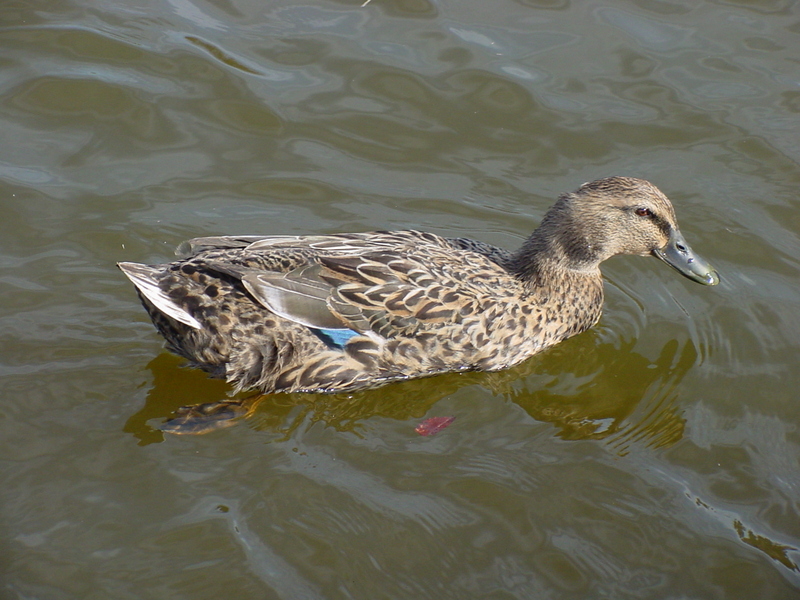 Mallard Duck; DISPLAY FULL IMAGE.