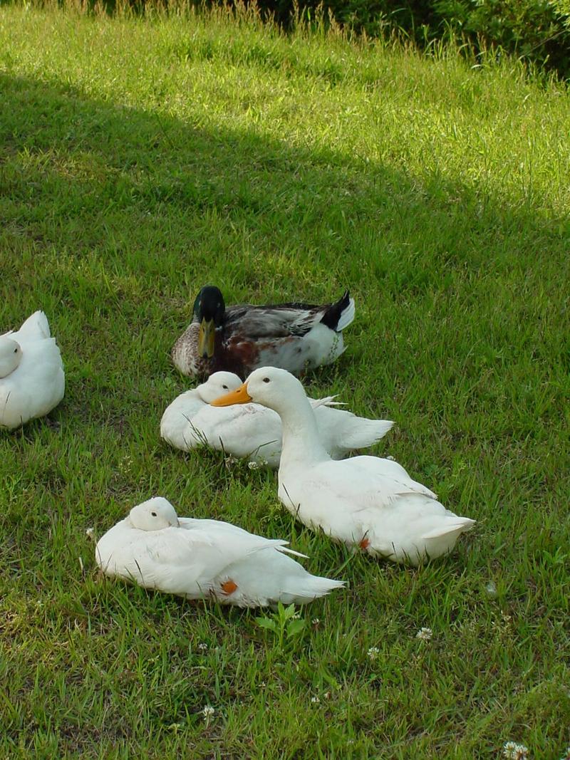 Mallard Duck; DISPLAY FULL IMAGE.