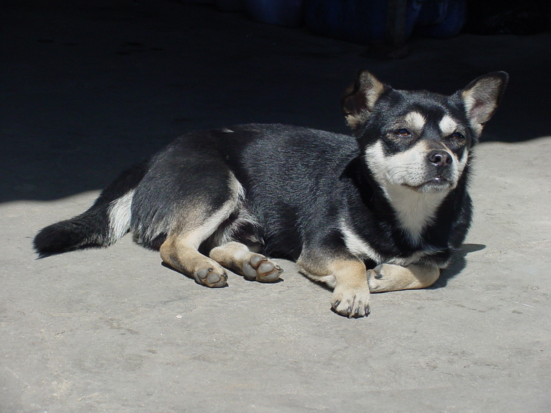 Puppy; DISPLAY FULL IMAGE.