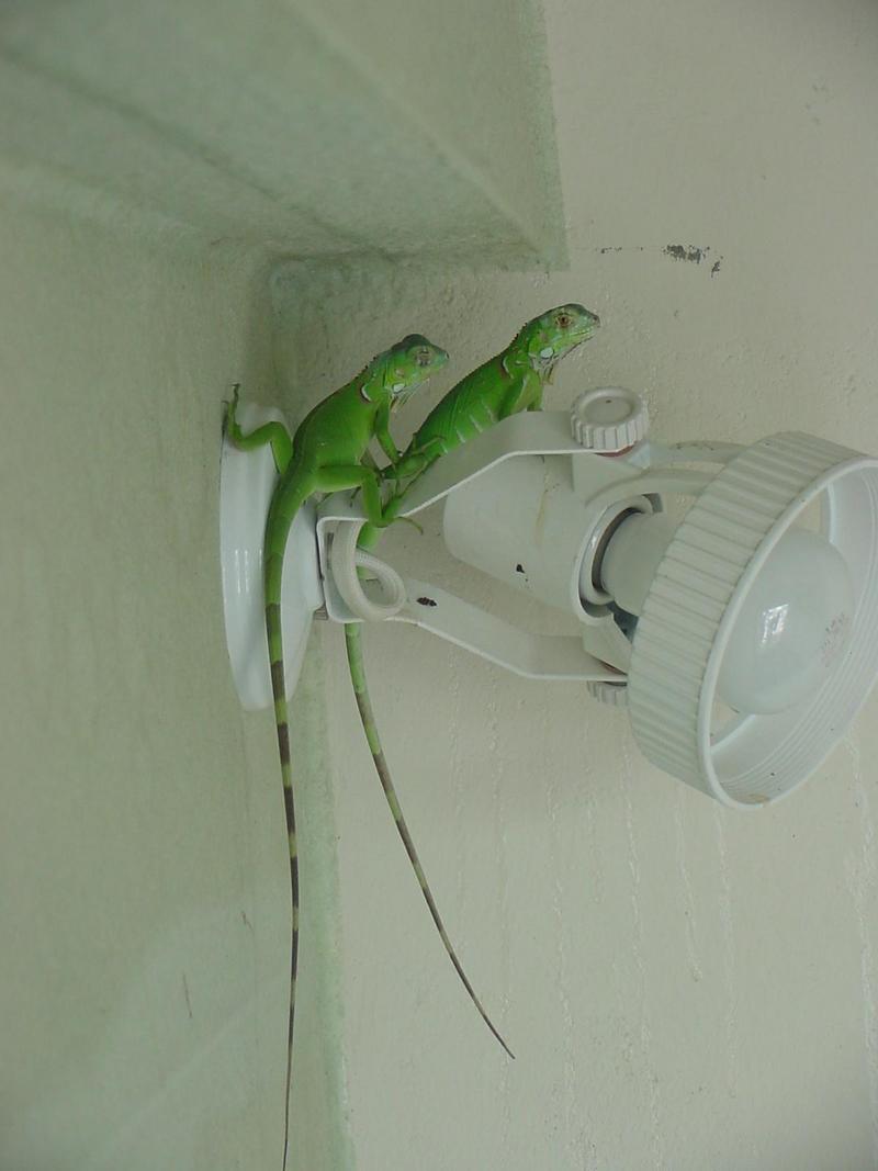 Green Iguana; DISPLAY FULL IMAGE.