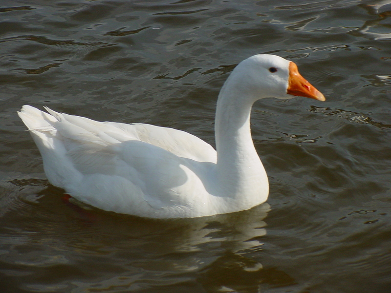 중국거위 Anser cygnoides (Swan Goose); DISPLAY FULL IMAGE.