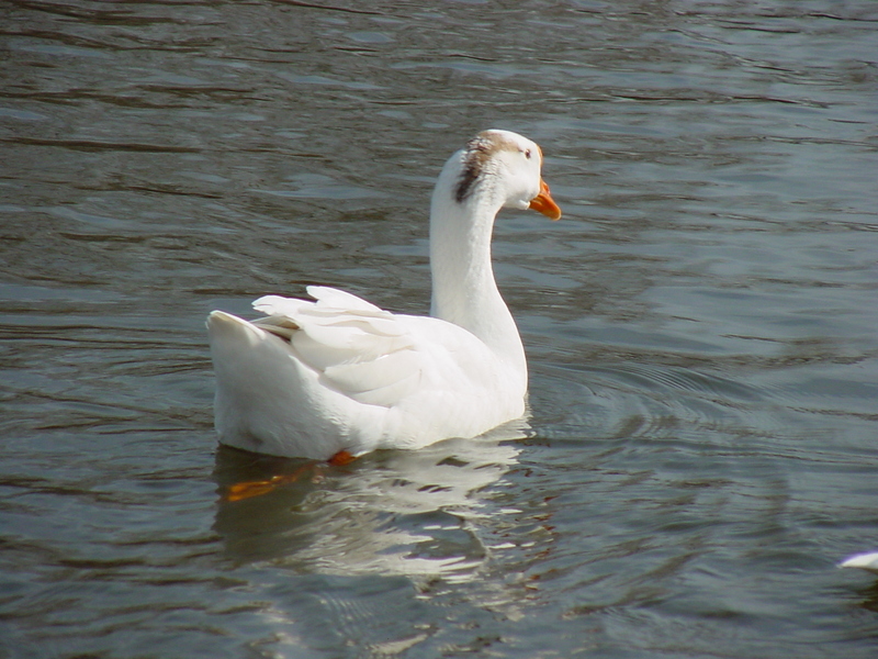 중국거위 Anser cygnoides (Swan Goose); DISPLAY FULL IMAGE.