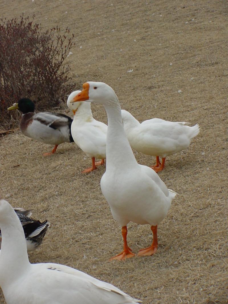 중국거위 Anser cygnoides (Swan Goose); DISPLAY FULL IMAGE.