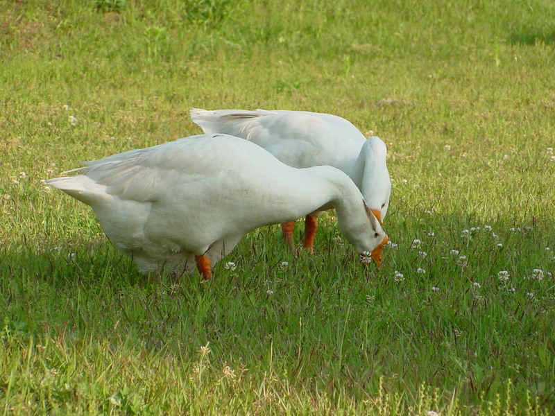 중국거위 Anser cygnoides (Swan Geese); DISPLAY FULL IMAGE.