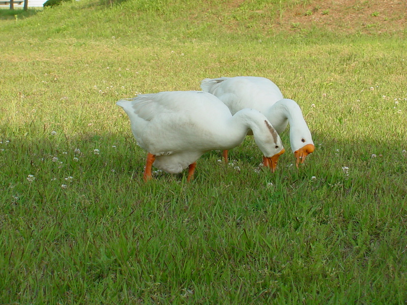 중국거위 Anser cygnoides (Swan Geese); DISPLAY FULL IMAGE.