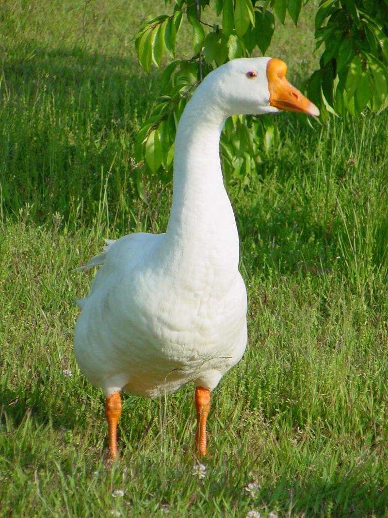 중국거위 Anser cygnoides (Swan Goose); DISPLAY FULL IMAGE.