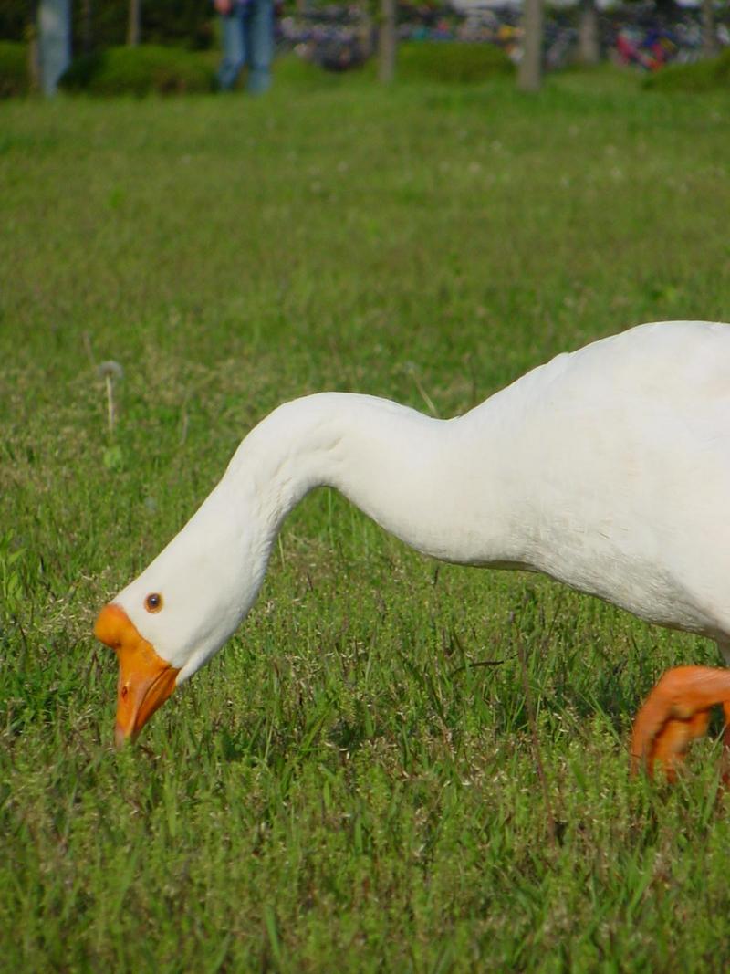 중국거위 Anser cygnoides (Swan Goose); DISPLAY FULL IMAGE.