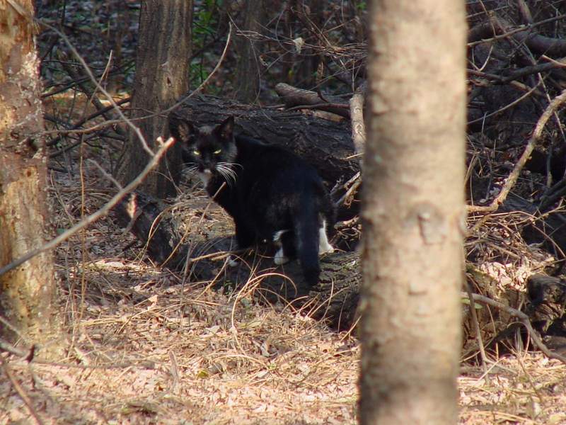 Wild cat; DISPLAY FULL IMAGE.
