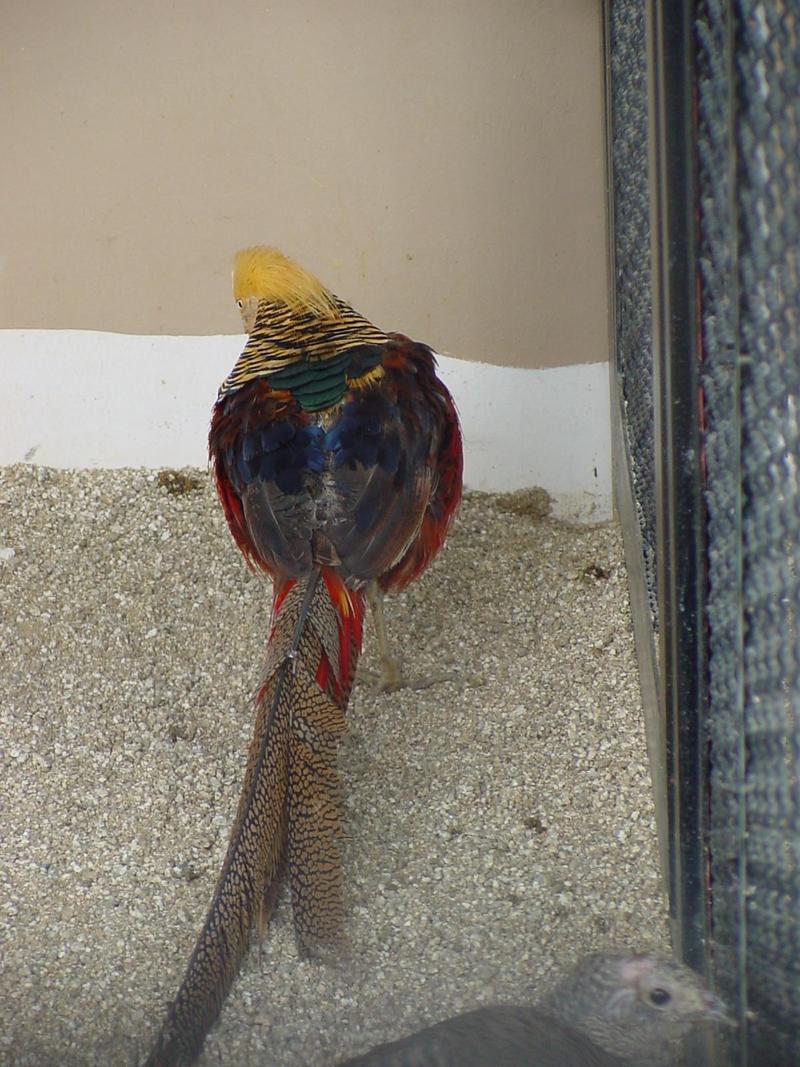Golden Pheasant; DISPLAY FULL IMAGE.