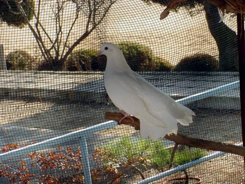 White Fantail Pigeon {!--공작비둘기-->; DISPLAY FULL IMAGE.