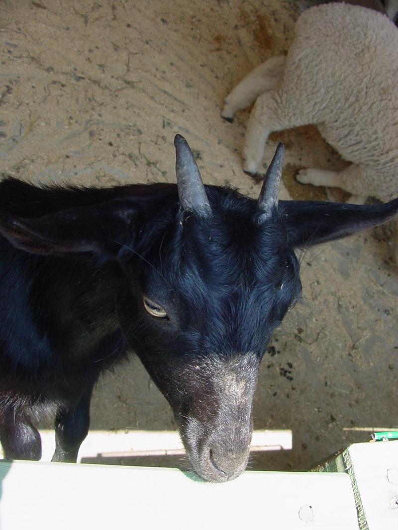 Black Goat; DISPLAY FULL IMAGE.