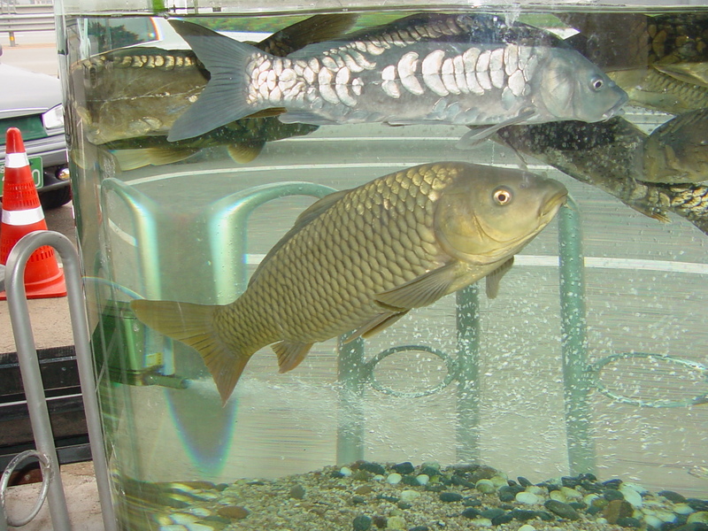 Common Carp (Cyprinus carpio) {!--잉어-->; DISPLAY FULL IMAGE.