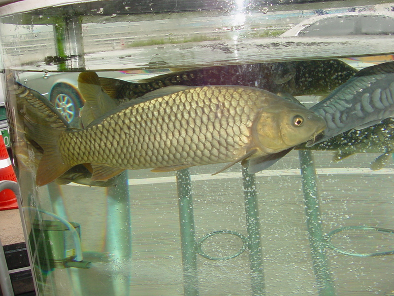 Common Carp (Cyprinus carpio) {!--잉어-->; DISPLAY FULL IMAGE.