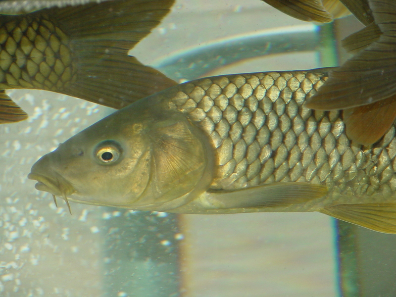 Common Carp (Cyprinus carpio) {!--잉어-->; DISPLAY FULL IMAGE.