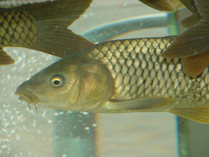 Common Carp (Cyprinus carpio) {!--잉어-->; DISPLAY FULL IMAGE.