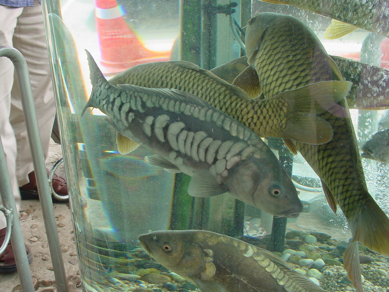 Common Carp (Cyprinus carpio) {!--잉어-->; DISPLAY FULL IMAGE.