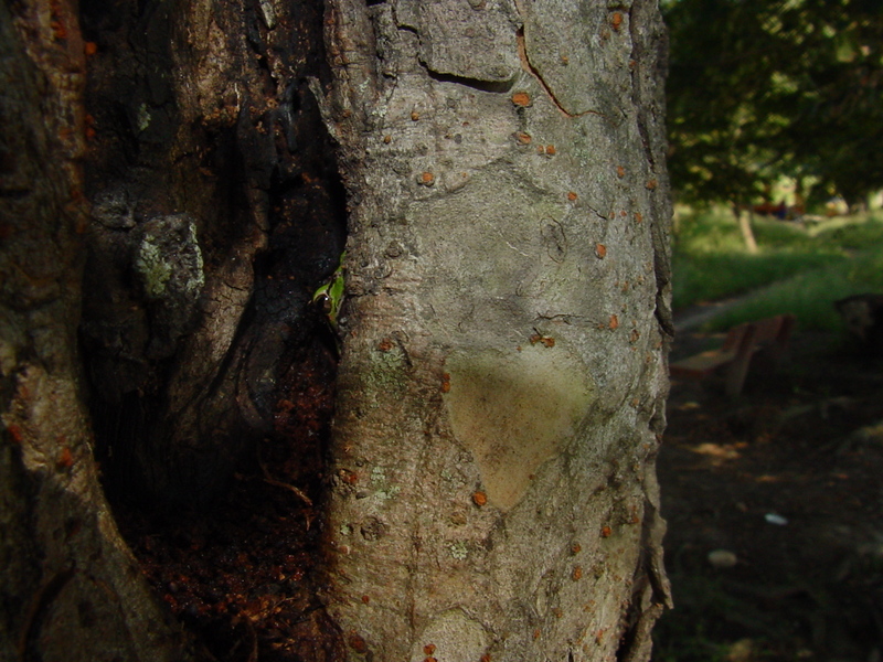 Far Eastern Tree Frog; DISPLAY FULL IMAGE.