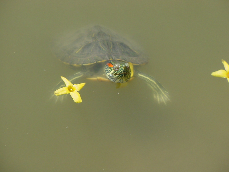 Red-eared pond slider; DISPLAY FULL IMAGE.