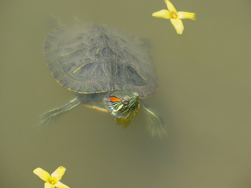 Red-eared pond slider; DISPLAY FULL IMAGE.