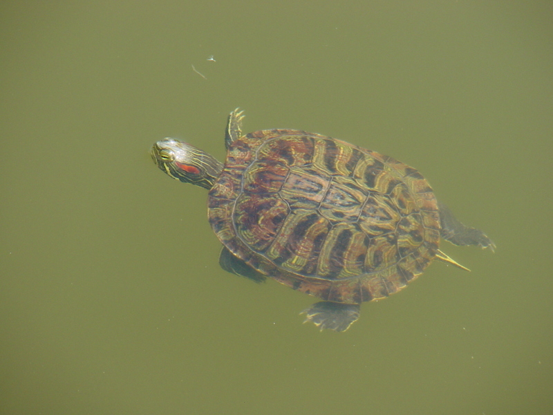 Red-eared pond slider; DISPLAY FULL IMAGE.