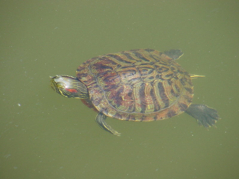 Red-eared pond slider; DISPLAY FULL IMAGE.