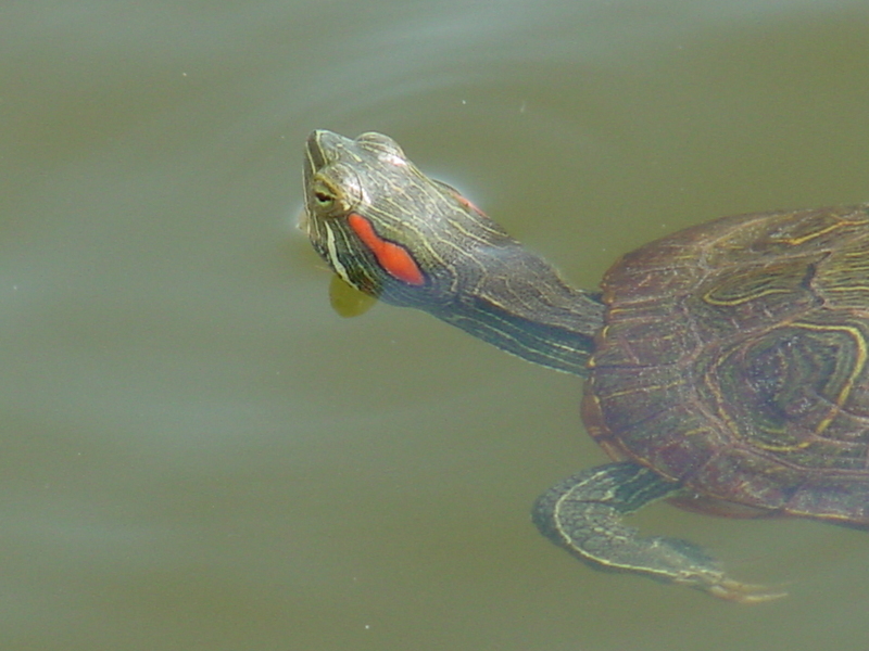 Red-eared pond slider; DISPLAY FULL IMAGE.