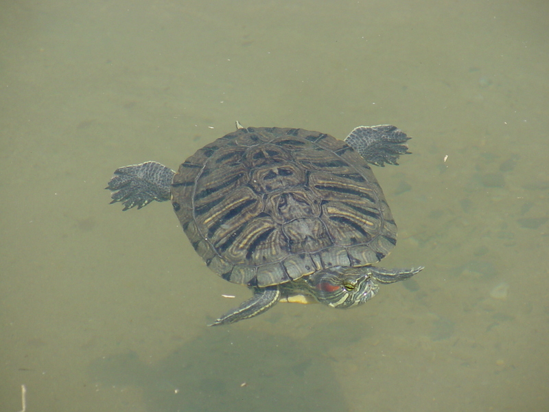 Red-eared pond slider; DISPLAY FULL IMAGE.