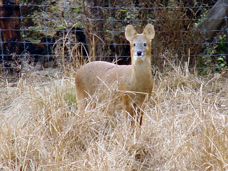 Chinese Water Deer; DISPLAY FULL IMAGE.