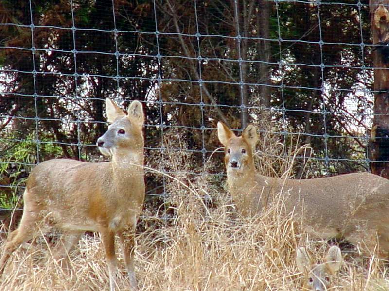 Chinese Water Deer; DISPLAY FULL IMAGE.