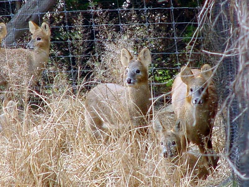 Chinese Water Deer; DISPLAY FULL IMAGE.