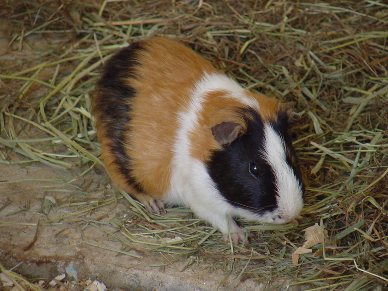 Guinea Pig; DISPLAY FULL IMAGE.