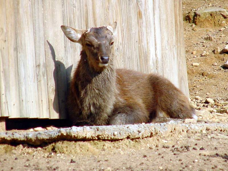 대륙사슴 Cervus nippon mantchuricus (Manchurian Sika); DISPLAY FULL IMAGE.