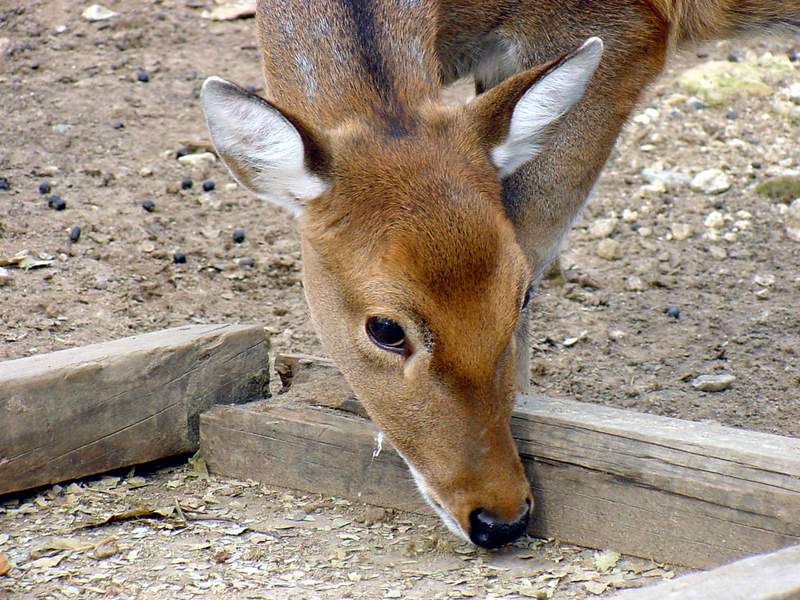 대륙사슴 Cervus nippon mantchuricus (Manchurian Sika); DISPLAY FULL IMAGE.