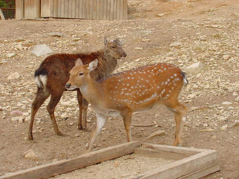 대륙사슴 Cervus nippon mantchuricus (Manchurian Sika); DISPLAY FULL IMAGE.